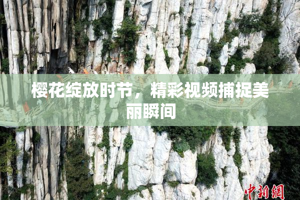 樱花绽放时节，精彩视频捕捉美丽瞬间