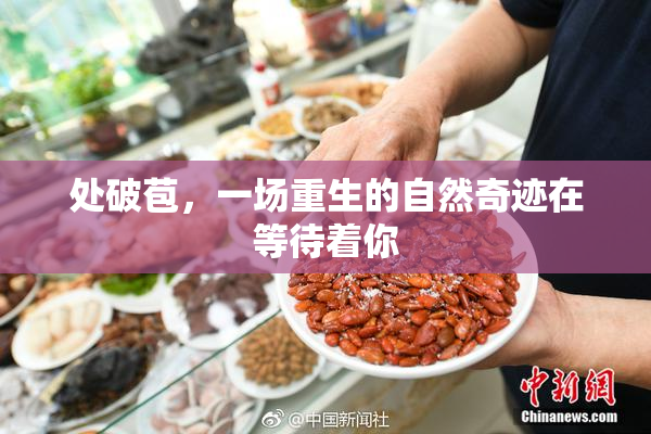 处破苞，一场重生的自然奇迹在等待着你