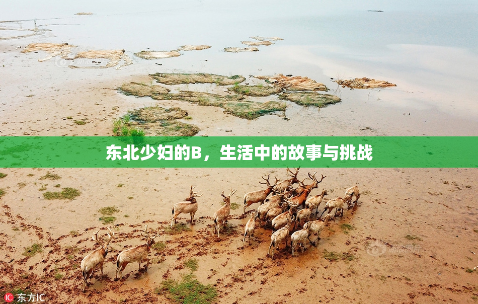 东北少妇的B，生活中的故事与挑战