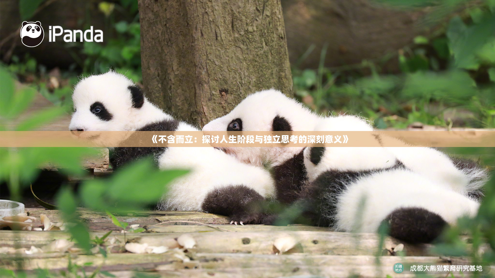 《不含而立：探讨人生阶段与独立思考的深刻意义》