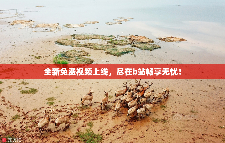 全新免费视频上线，尽在b站畅享无忧！