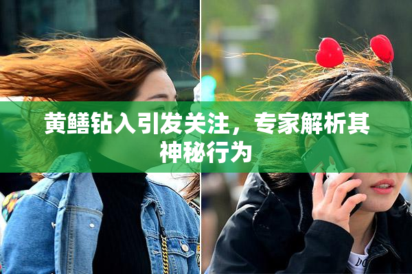 黄鳝钻入引发关注，专家解析其神秘行为