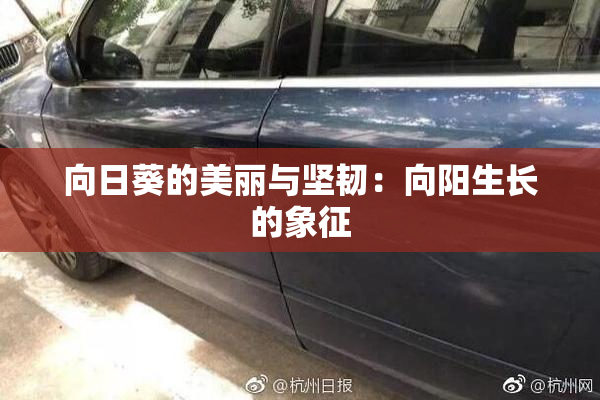 向日葵的美丽与坚韧：向阳生长的象征