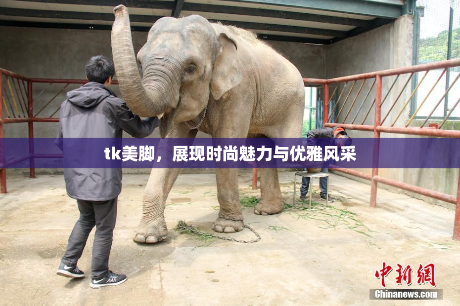 tk美脚，展现时尚魅力与优雅风采
