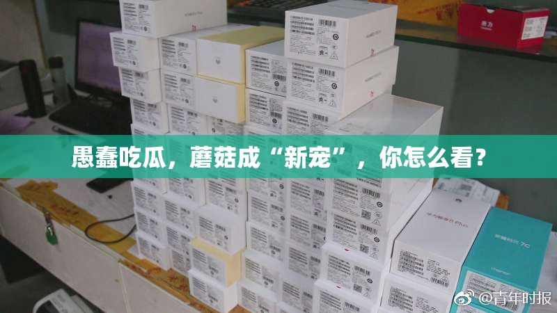 愚蠢吃瓜，蘑菇成“新宠”，你怎么看？