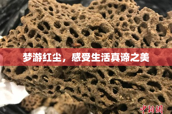 梦游红尘，感受生活真谛之美