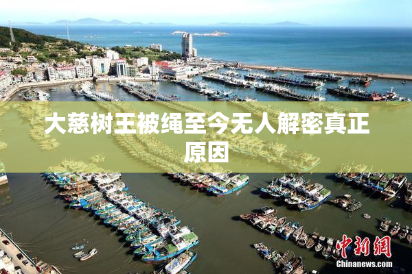 大慈树王被绳至今无人解密真正原因