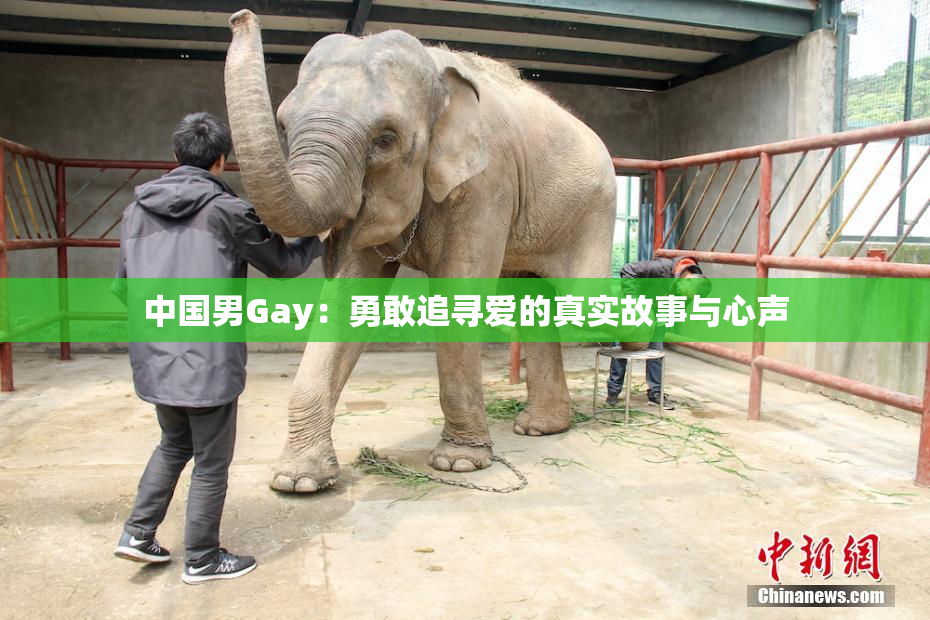 中国男Gay：勇敢追寻爱的真实故事与心声