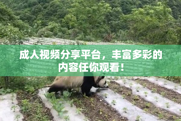 成人视频分享平台，丰富多彩的内容任你观看！