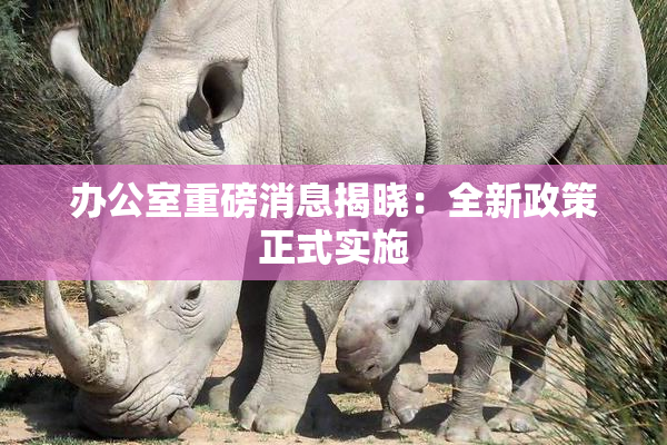 办公室重磅消息揭晓：全新政策正式实施