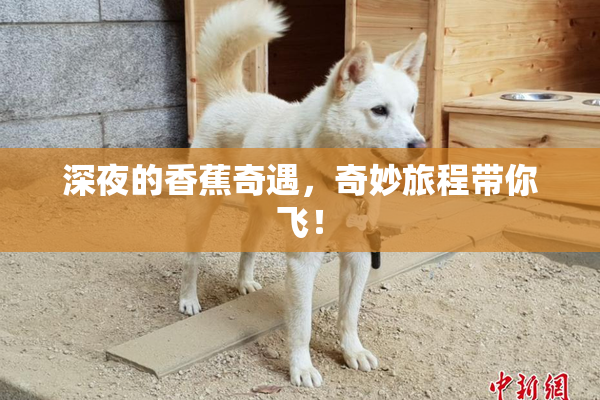 深夜的香蕉奇遇，奇妙旅程带你飞！