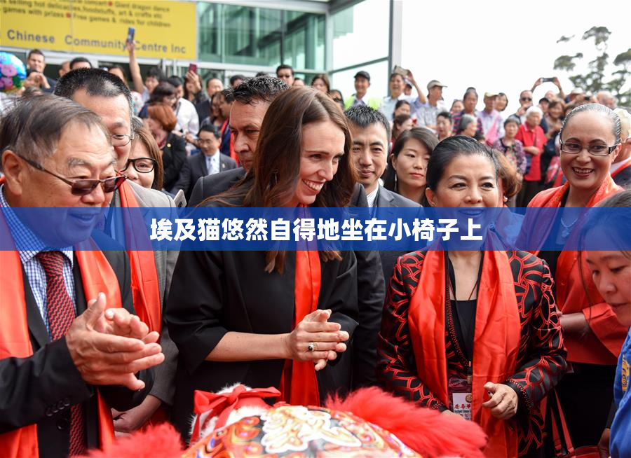 埃及猫悠然自得地坐在小椅子上