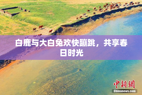 白鹿与大白兔欢快蹦跳，共享春日时光