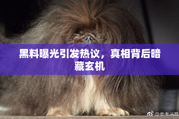 黑料曝光引发热议，真相背后暗藏玄机