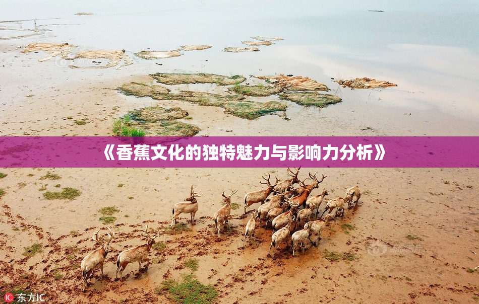 《香蕉文化的独特魅力与影响力分析》