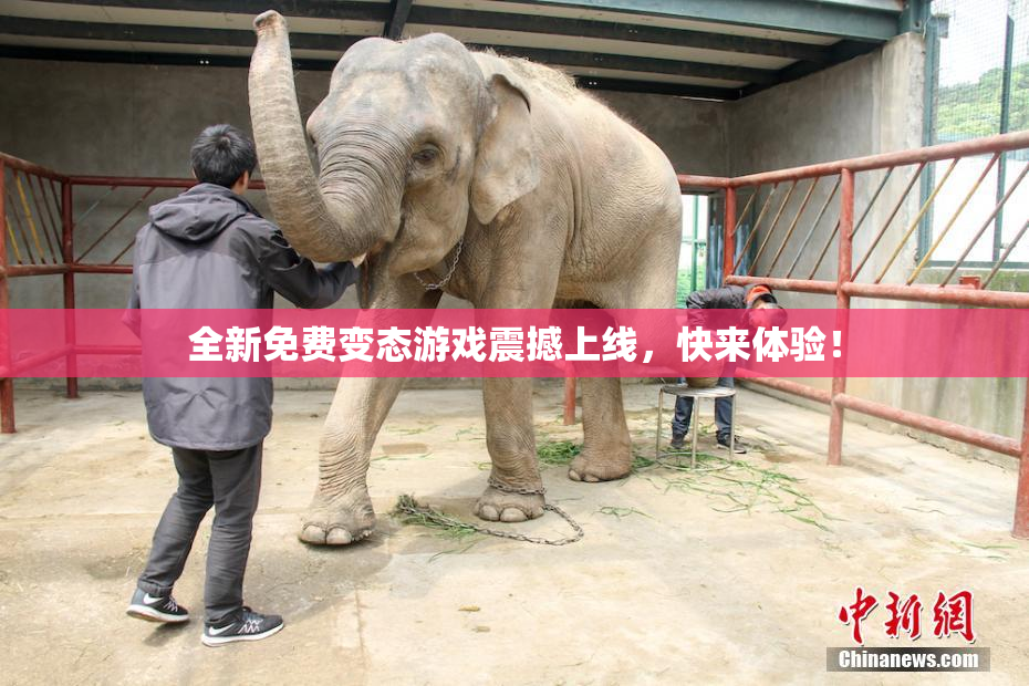 全新免费变态游戏震撼上线，快来体验！