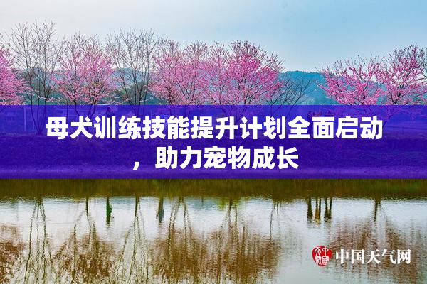 母犬训练技能提升计划全面启动，助力宠物成长