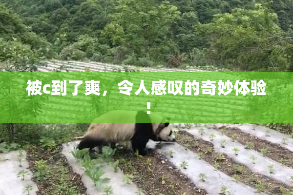 被c到了爽，令人感叹的奇妙体验！