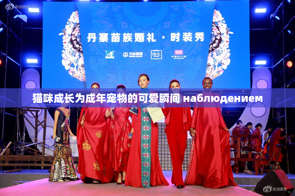 猫咪成长为成年宠物的可爱瞬间 наблюдением