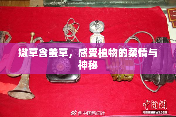 嫩草含羞草，感受植物的柔情与神秘