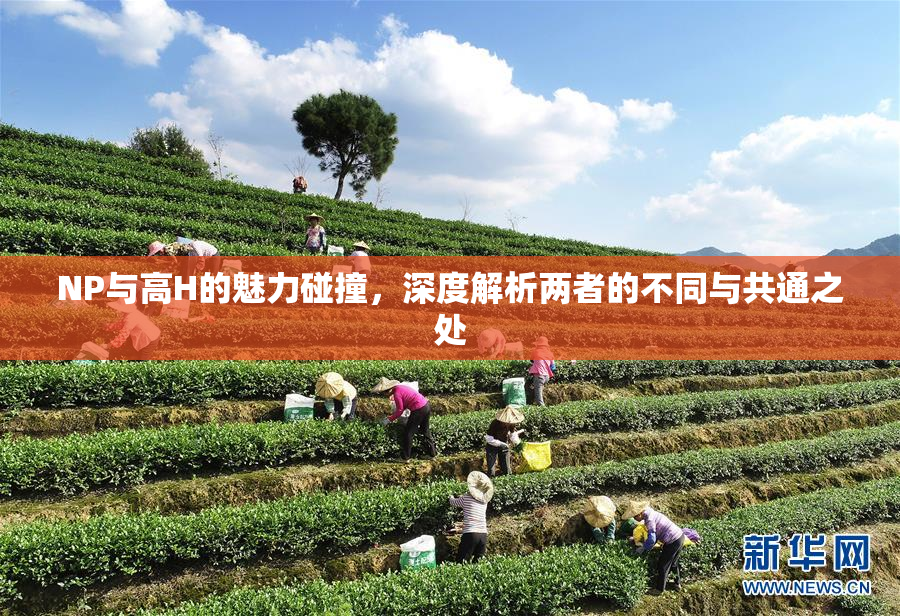 NP与高H的魅力碰撞，深度解析两者的不同与共通之处