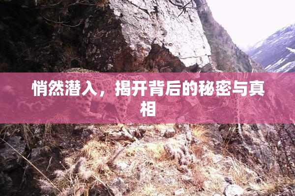 悄然潜入，揭开背后的秘密与真相