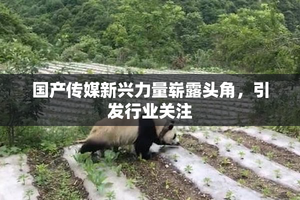 国产传媒新兴力量崭露头角，引发行业关注