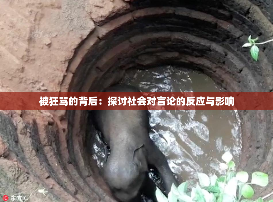被狂骂的背后：探讨社会对言论的反应与影响