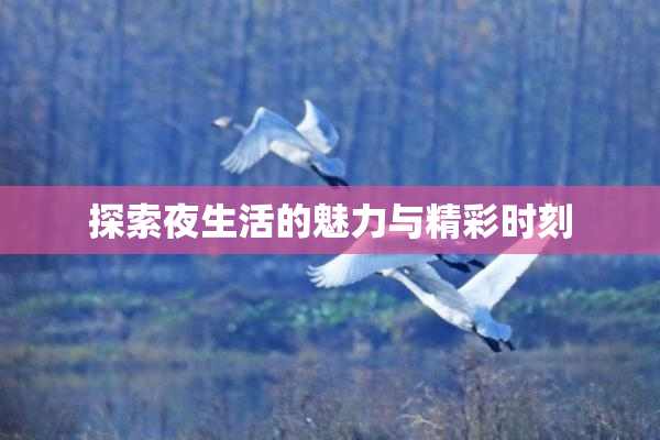 探索夜生活的魅力与精彩时刻
