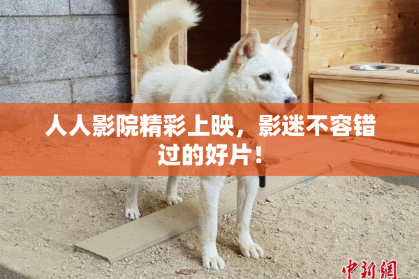 人人影院精彩上映，影迷不容错过的好片！