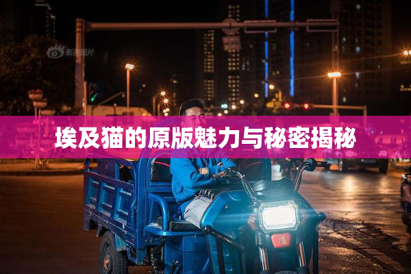 埃及猫的原版魅力与秘密揭秘