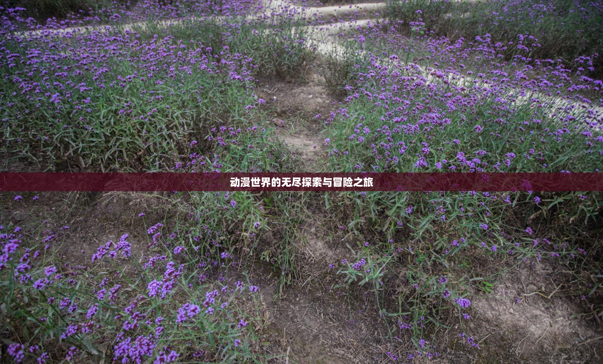动漫世界的无尽探索与冒险之旅