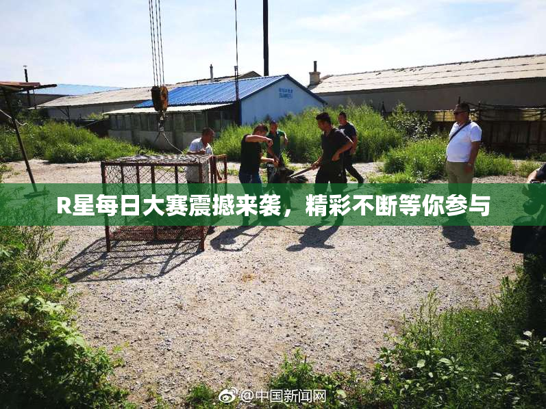 R星每日大赛震撼来袭，精彩不断等你参与