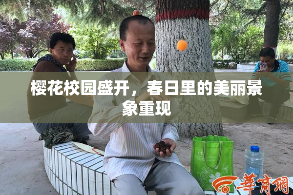 樱花校园盛开，春日里的美丽景象重现