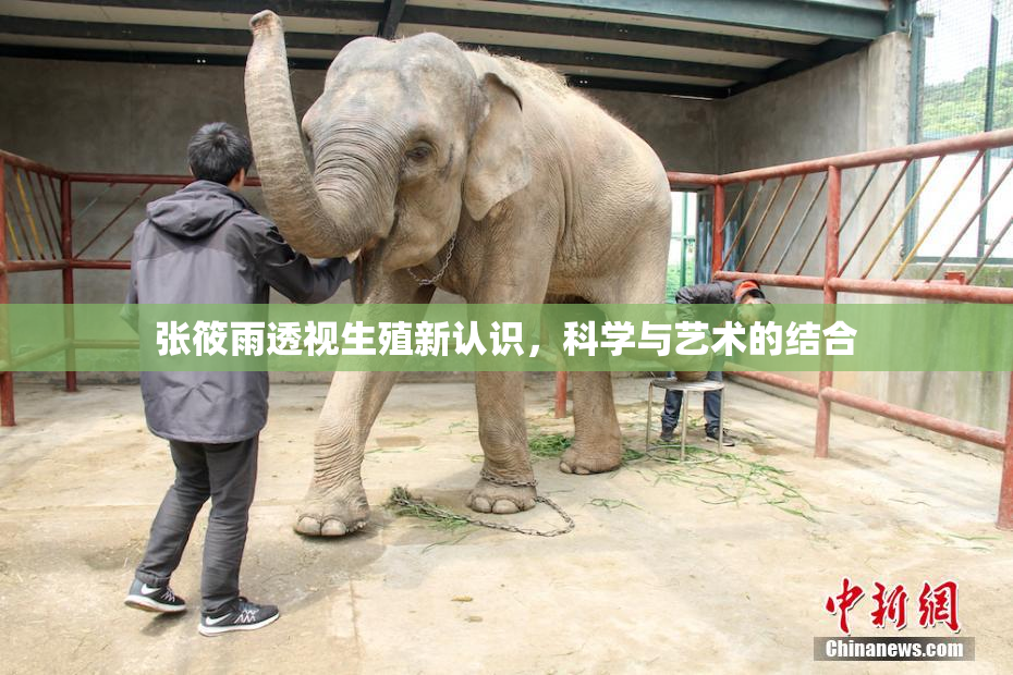 张筱雨透视生殖新认识，科学与艺术的结合