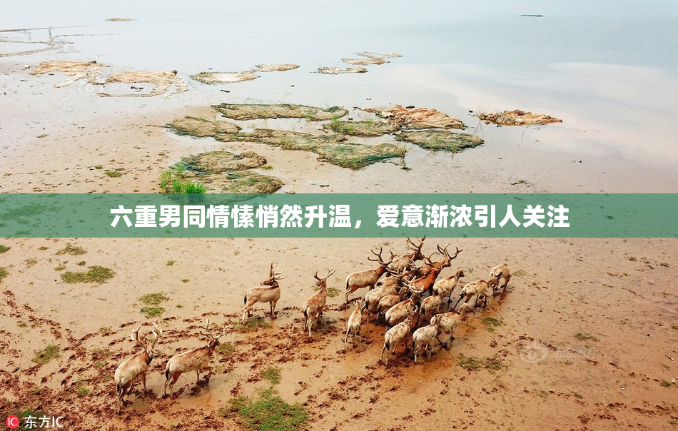 六重男同情愫悄然升温，爱意渐浓引人关注