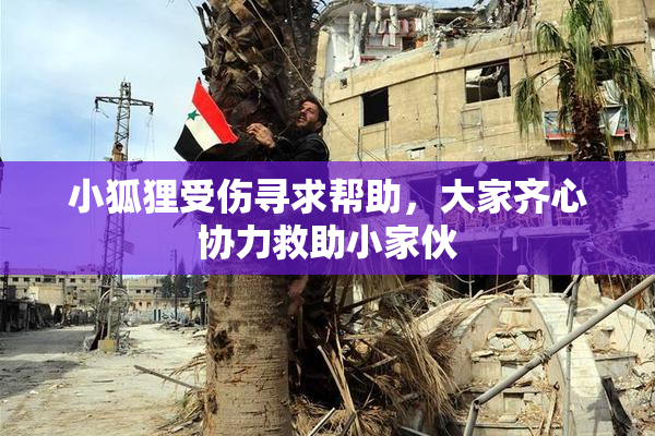 小狐狸受伤寻求帮助，大家齐心协力救助小家伙