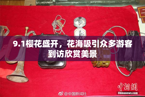 9.1樱花盛开，花海吸引众多游客到访欣赏美景
