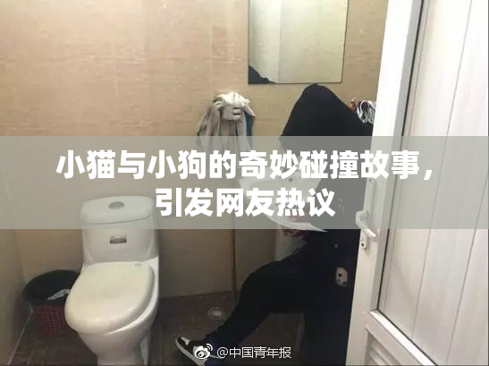 小猫与小狗的奇妙碰撞故事，引发网友热议