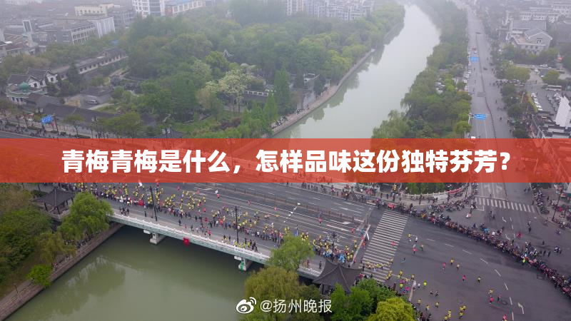 青梅青梅是什么，怎样品味这份独特芬芳？