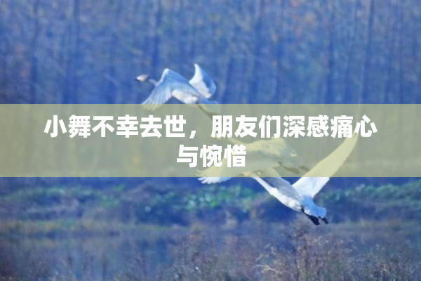 小舞不幸去世，朋友们深感痛心与惋惜