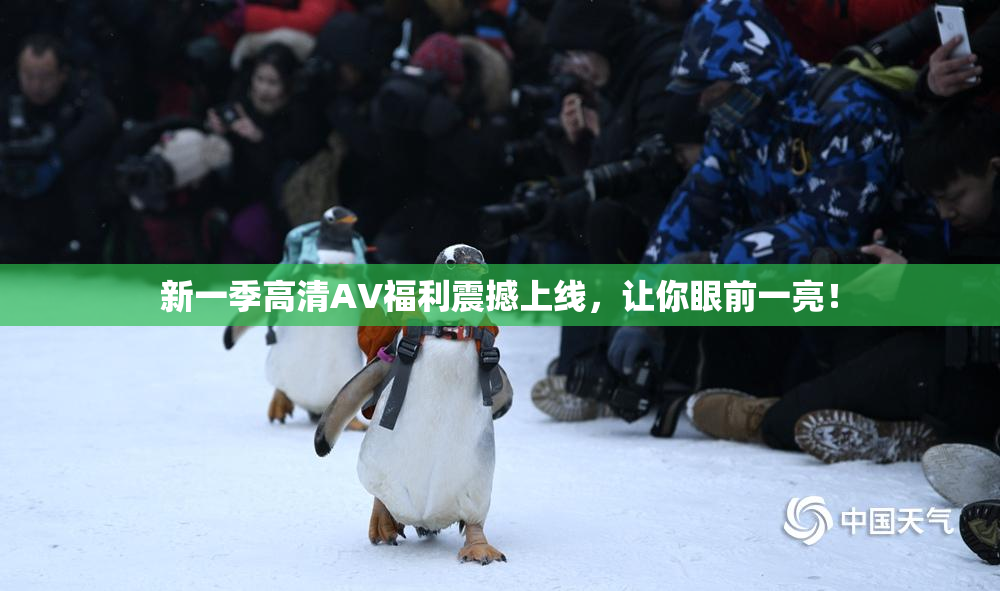 新一季高清AV福利震撼上线，让你眼前一亮！