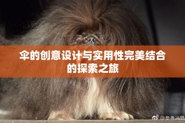 伞的创意设计与实用性完美结合的探索之旅