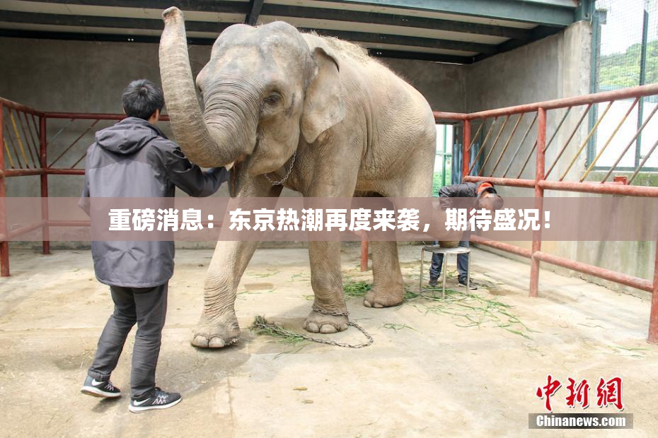重磅消息：东京热潮再度来袭，期待盛况！