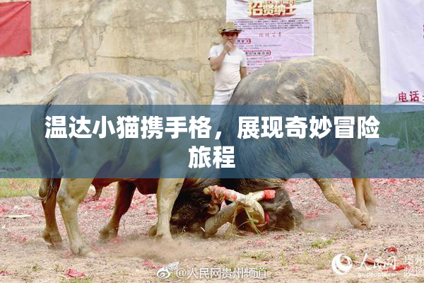 温达小猫携手格，展现奇妙冒险旅程