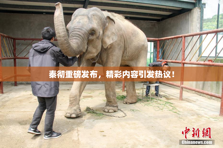 秦彻重磅发布，精彩内容引发热议！