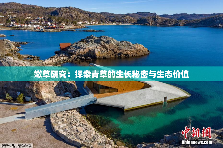 嫩草研究：探索青草的生长秘密与生态价值
