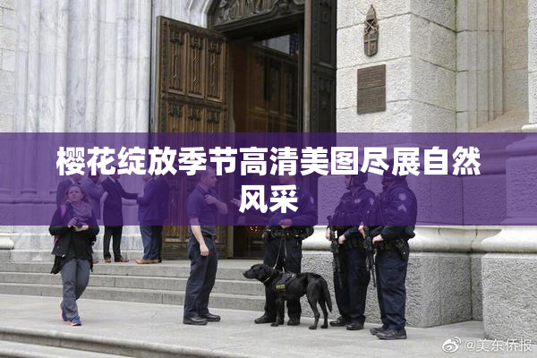 樱花绽放季节高清美图尽展自然风采