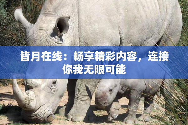 皆月在线：畅享精彩内容，连接你我无限可能