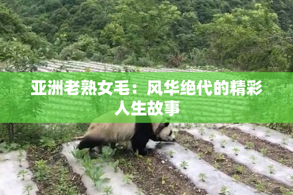 亚洲老熟女毛：风华绝代的精彩人生故事